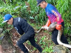 15 Menit Pertarungan Melawan Ular Sanca 15 Kilogram di Kuningan