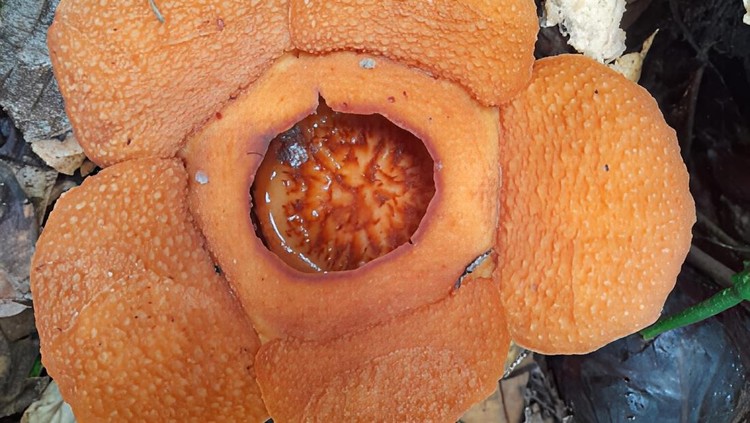 Rafflesia harjatii yang ditemukan di Kalimantan Timur&period;