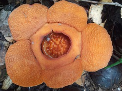 Rafflesia harjatii Ditemukan di Kaltim Usai 40 Tahun Jadi Misteri