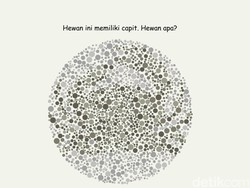 Berani Coba? Tebak 7 Hewan Laut Ini, Hanya Si Mata Jeli yang Bisa Lihat