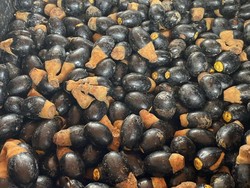 2 Buah Hutan Khas Kalbar Curi Perhatian Pasar Internasional