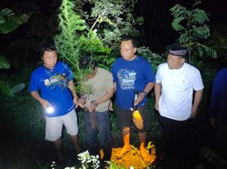 Berkebun Ganja di Rumah, 2 Warga Plosoklaten Kediri Ditangkap