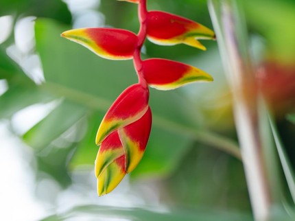 5 Jenis Heliconia Tanaman Hias Pisang-pisangan yang Tahan Panas