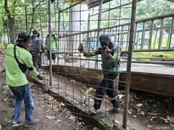 Heboh! Di Hutan Kota Cawang, Pemkot Temukan Alat Kontrasepsi Usai Penertiban