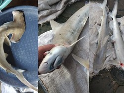 Perdagangan Bayi Hiu Ditemukan di Pasar Bawean Gresik