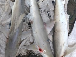 Mirisnya Perdagangan Bayi Hiu di Gresik