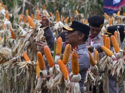 Kapolda Jatim Panen Jagung Varietas Jendral untuk Penuhi Target Swasembada