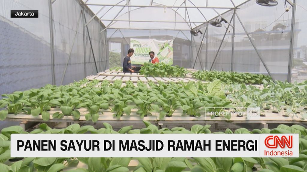 VIDEO: Ramadhan Hijau, Masjid di Jakarta Bisa Panen Sayur Tiap Pekan