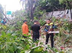 Pohon Karet Tumbang Sempat Bikin Macet Jalan di Ciputat Tangsel