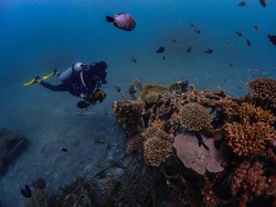 Terumbu Karang Teluk Pemuteran Pulih, Cuan Datang
