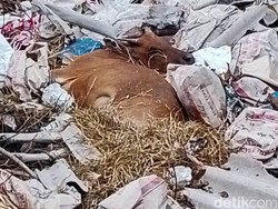 Viral Bangkai Sapi Dibuang di Pinggir Jalan, Disbunter Flores Timur Geram