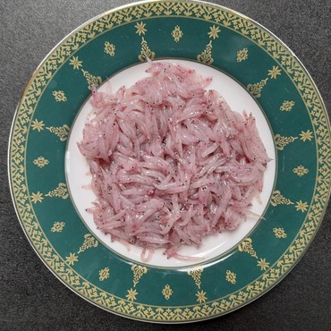 Mengenal Fenomena Ikan Nike di Teluk Tomini Jadi Penanda Ramadan