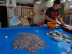 Kisah Ikan Nike, Kemunculannya di Teluk Tomini Jadi Penanda Bulan Ramadan