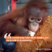 Mirip Punch dari Jepang, Ini Kisah Jack Orangutan di Kalimantan yang Suka Peluk Boneka