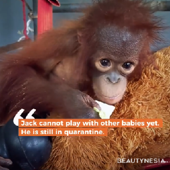 Mirip Punch dari Jepang, Ini Kisah Jack Orangutan di Kalimantan yang Suka Peluk Boneka
