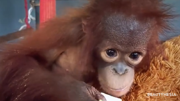Mirip Punch dari Jepang, Ini Kisah Jack Orangutan di Kalimantan yang Suka Peluk Boneka