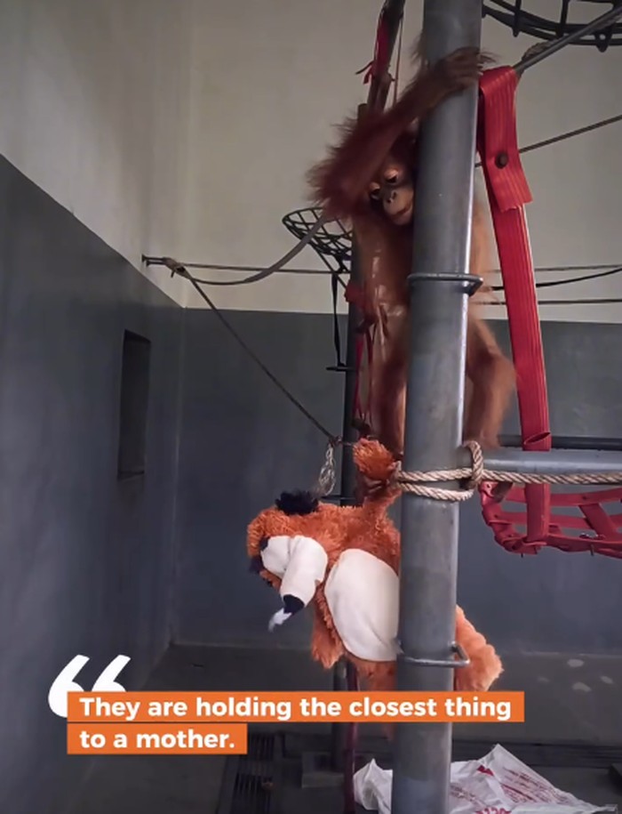 Kisah Jack Orangutan dari Kalimantan yang Suka Peluk Boneka
