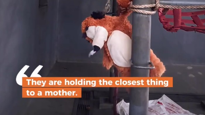 Kisah Jack Orangutan dari Kalimantan yang Suka Peluk Boneka