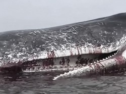 Penampakan Bangkai Paus Sperma Raksasa Ditemukan di Pantai Kolaka