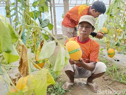 Cuan Belasan Juta Rupiah dari Manisnya Golden Melon Lumajang