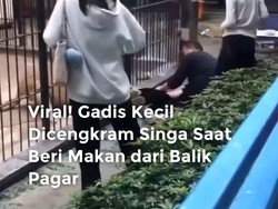 Video Viral! Gadis Kecil Dicengkeram Singa Saat Beri Makan dari Balik Pagar