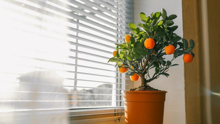 A potted citrus tree with bright orange fruits placed on a windowsill&comma; illuminated by sunlight through white blinds&comma; creating a warm and cozy indoor atmosphere&period;