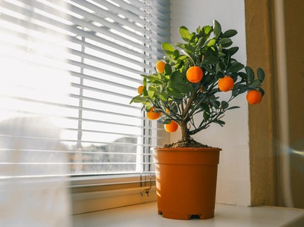 5 Pohon Jeruk yang Bisa Ditanam di Pot, Mudah Tumbuh dan Berbuah