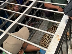 Macan Tutul yang Teror Warga Tawangmangu Dibawa ke Solo Safari