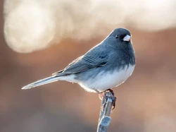 Burung Ini Alami Evolusi Singkat saat Pandemi COVID-19, Paruhnya Memanjang