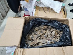 Pelaku Penyelundupan Samarkan 3 Ton Sisik Trenggiling dengan Mie dan Teripang