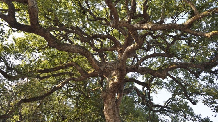 Minuman Surga Disebut dalam Al Quran&comma; Ternyata Ada di Indonesia