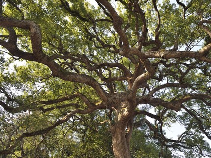 Minuman Surga yang Disebut dalam Al-Qur'an, Ternyata Ada di Indonesia