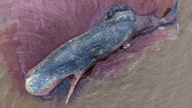 FOTO: Paus Sepanjang 10 Meter Terdampar di Pantai Totobo Kolaka
