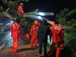 17 Bangun Rusak dan 25 Pohon Tumbang di Pasuruan Disapu Angin Kencang