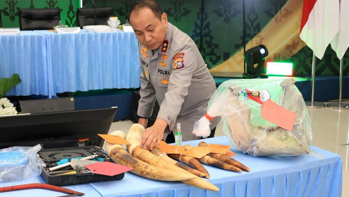 Polda Riau Tangkap 15 Tersangka Jaringan Pemburu Gajah Sumatra