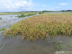 20 Hektare Sawah di Lumajang Terendam Banjir