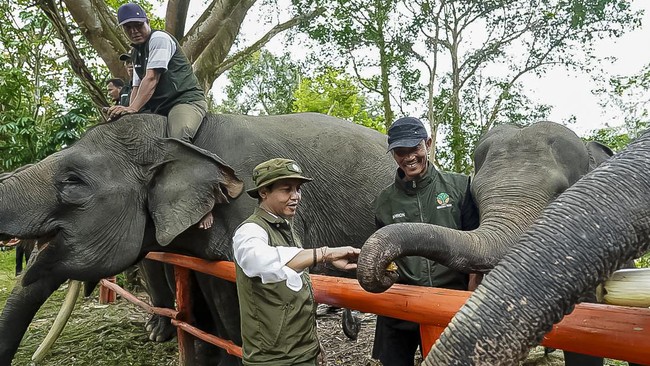 Menhut Raja Juli Antoni melaporkan kepada Presiden Prabowo tentang konservasi gajah dan taman nasional. Pemerintah siapkan peraturan baru perlindungan satwa.