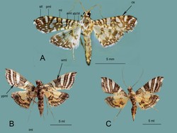 Peneliti BRIN Temukan Dua Spesies Ngengat Baru Asli Papua dan Sulawesi