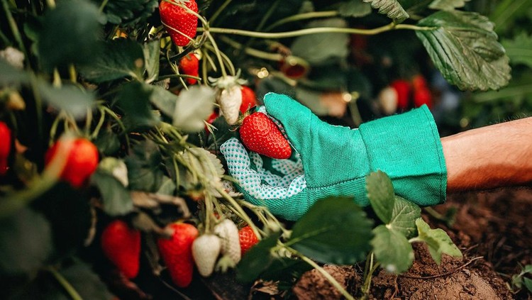 Ilustrasi menanam buah