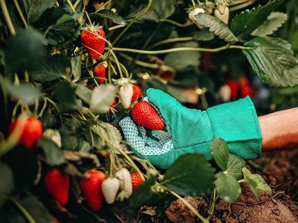 Mau Beli Bibit Tanaman Buah? Ini 5 Toko Online dengan Rating Tinggi dan Tepercaya