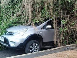 Pohon Beringin Depan Kantor Bupati Batang Tumbang Timpa Mobil