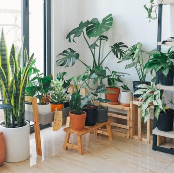 7 Tanaman yang Dapat Membersihkan Udara