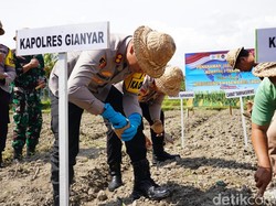 Dukung Ketahanan Pangan, Polres Gianyar Tanam Jagung Serentak