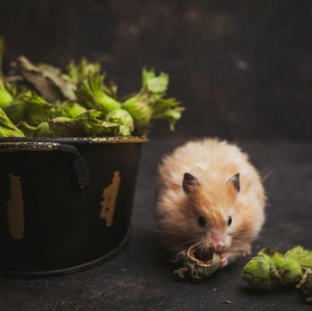 5 Cara Mengusir Tikus di Rumah secara Alami yang Bisa Diterapkan