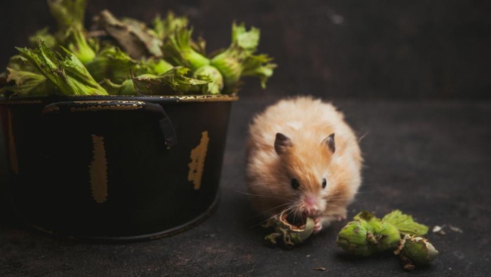 5 Cara Mengusir Tikus di Rumah secara Alami yang Bisa Diterapkan