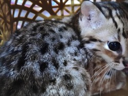 Kucing Kuwuk, Predator Imut Berjuluk Harimau Pembunuh Ayam yang Dilindungi