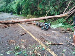 ASN Tewas Tertimpa Pohon Tumbang di Jalan Trans Flores Manggarai Timur