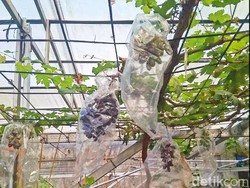 Menikmati Sensasi Petik Anggur Langsung dari Pohon di Deli Serdang