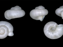 BRIN Temukan Spesies Baru Keong Darat, Hanya Ada di Sumatera Selatan