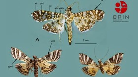 BRIN Temukan 2 Spesies Ngengat Baru, Diberi Nama Sutrisno & Ubaidillah